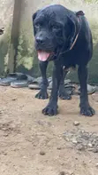 Cane Corso Mace, Mai Shekara 1+ (Mace) - 1