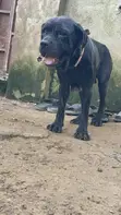 Cane Corso Mace, Mai Shekara 1+ (Mace) - 2