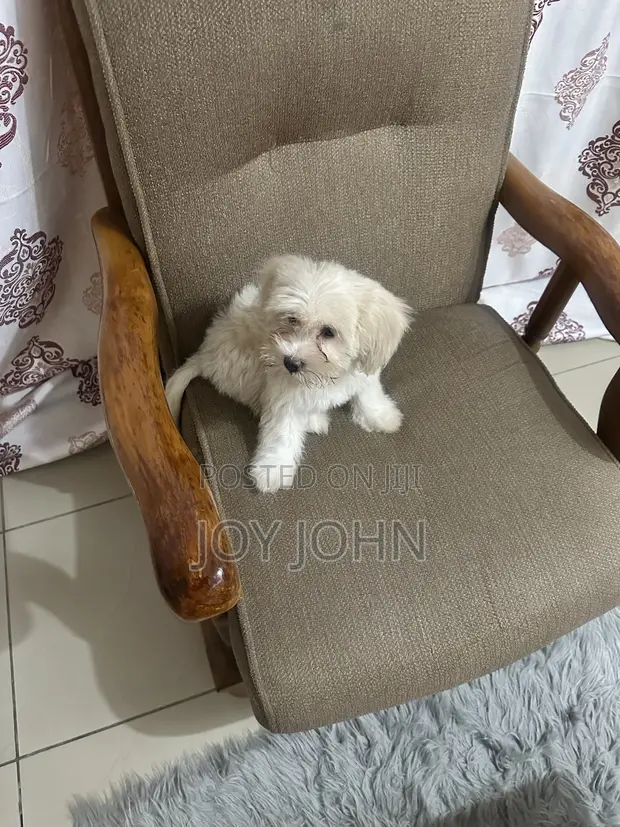 1-3 Month Male Purebred Lhasa Apso Puppy - 1