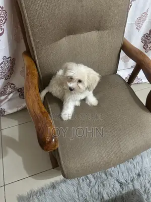 1-3 Month Male Purebred Lhasa Apso Puppy