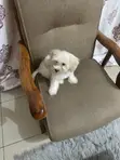 1-3 Month Male Purebred Lhasa Apso Puppy - 1