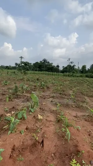 100ft x 200ft Fertile Farmland for Sale at Obi Iwelu, Anioma