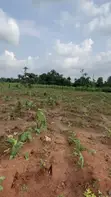 100ft x 200ft Fertile Farmland for Sale at Obi Iwelu, Anioma - 1