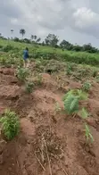 100ft x 200ft Fertile Farmland for Sale at Obi Iwelu, Anioma - 2