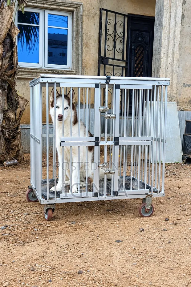 Purebred Siberian Husky Male, 1+ Year Old - 1