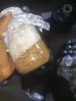 Fusion Oyster Mushroom Grain Spawn - 2