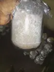 Fusion Oyster Mushroom Grain Spawn - 3