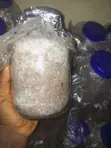 Fusion Oyster Mushroom Grain Spawn - 4