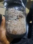 Fusion Oyster Mushroom Grain Spawn - 5