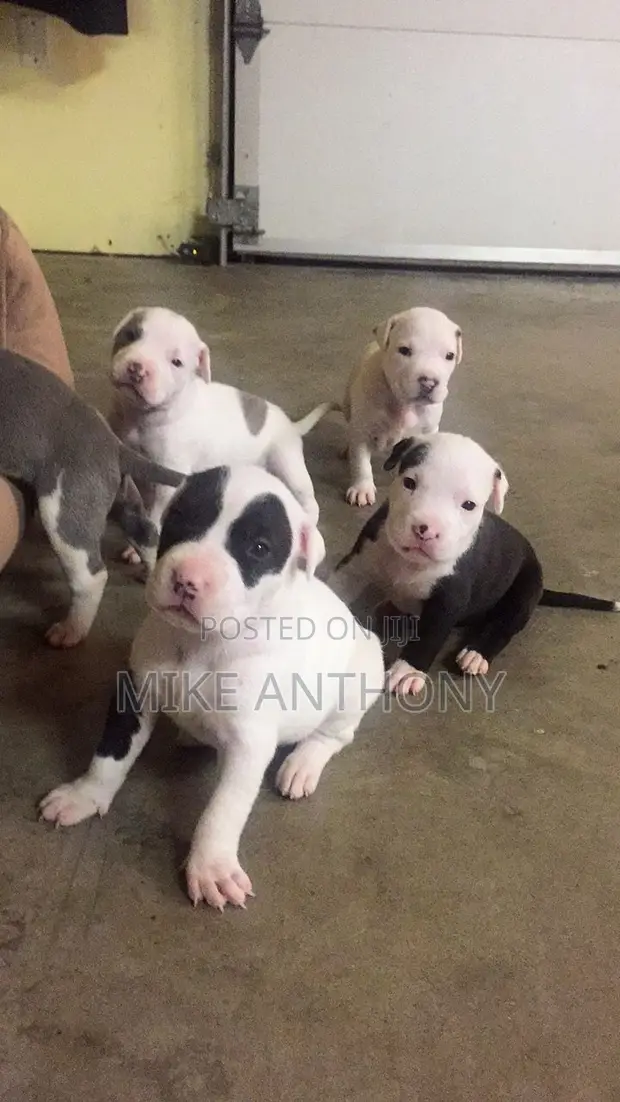 Namijin American Bully Mai Tsarki, Watan 1-3 - 1