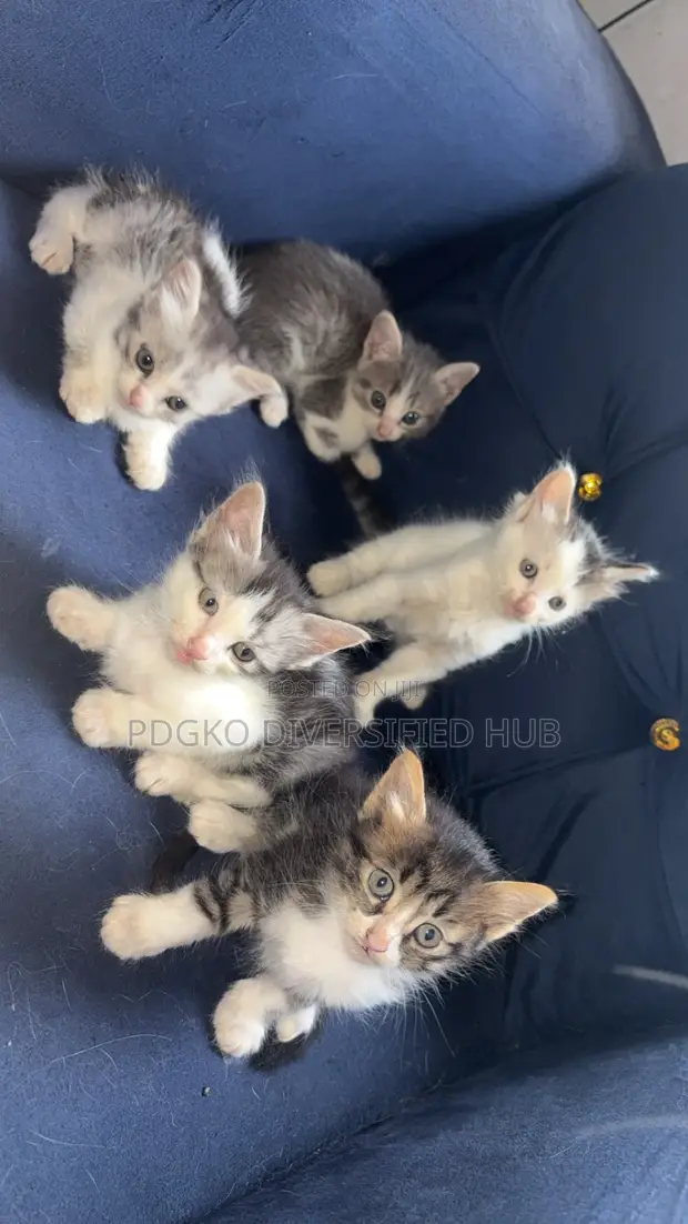 1-3 Month Male Purebred Turkish Angora Kitten - 1