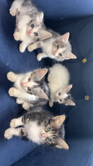 1-3 Month Male Purebred Turkish Angora Kitten