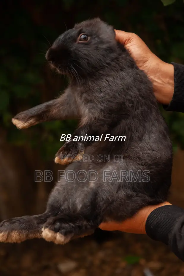 Quality Rabbits for Sale - BB Food Farms - 1