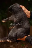 Quality Rabbits for Sale - BB Food Farms - 1