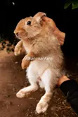 Quality Rabbits for Sale - BB Food Farms - 2
