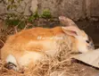 Quality Rabbits for Sale - BB Food Farms - 3