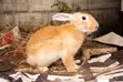 Quality Rabbits for Sale - BB Food Farms - 4