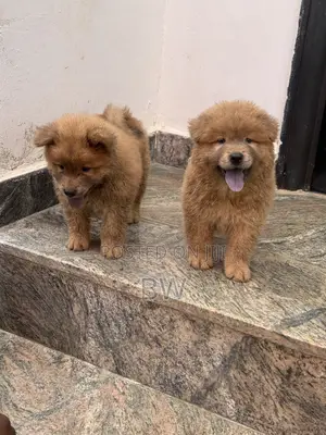 Female Purebred Chow Chow Puppy (0-1 Month)