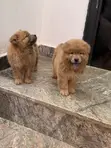 Female Purebred Chow Chow Puppy (0-1 Month) - 2