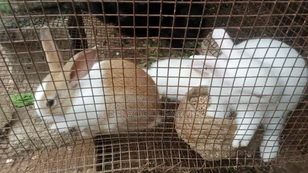 Giant Rabbit Weaners for Sale (3-5 Weeks Old) - 1