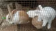 Giant Rabbit Weaners for Sale (3-5 Weeks Old) - 1
