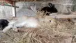 Giant Rabbit Weaners for Sale (3-5 Weeks Old) - 2