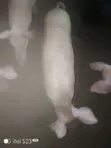 Pigs for Sale - All Sizes - 2