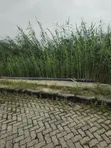 Residential Land Off 2nd Avenue, Banana Island, Ikoyi - 1