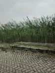 Residential Land Off 2nd Avenue, Banana Island, Ikoyi - 2