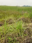 Corner Piece Residential Land, Banana Island Ikoyi - 1