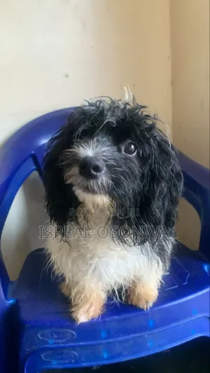Purebred Lhasa Apso Puppy - 3-6 Months Male
