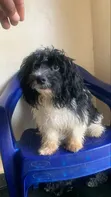 Kare na Lhasa Apso Mai Tsarki - Namiji Mai Wata 3-6 - 2