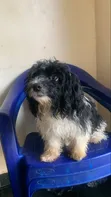 Kare na Lhasa Apso Mai Tsarki - Namiji Mai Wata 3-6 - 3