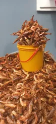 Fresh Prawns - 22,000 kowar Custard Rubber - 1