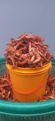 Fresh Prawns - 22,000 kowar Custard Rubber - 2