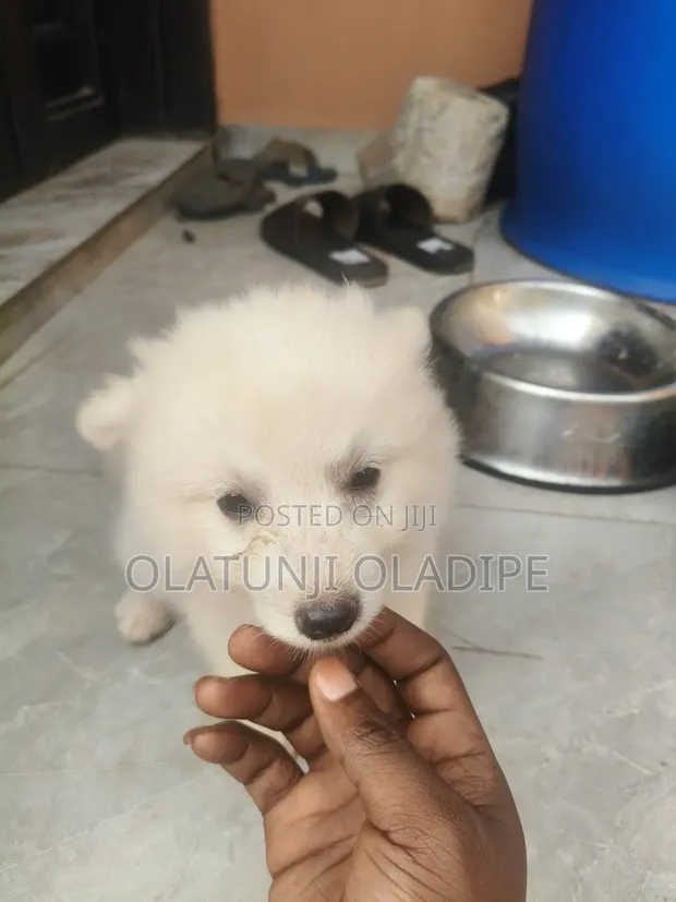 Female American Eskimo Puppy, 1-3 Months Old - 1