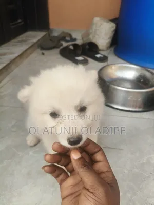 Female American Eskimo Puppy, 1-3 Months Old
