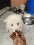 Female American Eskimo Puppy, 1-3 Months Old - 1