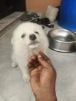 Female American Eskimo Puppy, 1-3 Months Old - 2