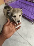 Female American Eskimo Puppy, 1-3 Months Old - 3