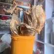 Sabbin Kan Kifi da Kunnen Kifi - 2