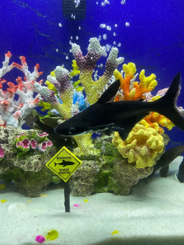Pengasus Shark and Cigar Shark Fish - 1