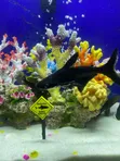 Pengasus Shark and Cigar Shark Fish - 1
