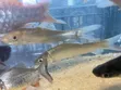 Pengasus Shark and Cigar Shark Fish - 2
