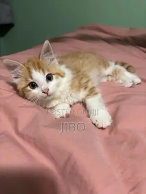Male Mixed Breed Tabby Kitten