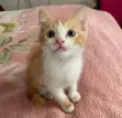 Male Mixed Breed Tabby Kitten - 2