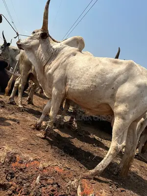 Cows Available for Sale