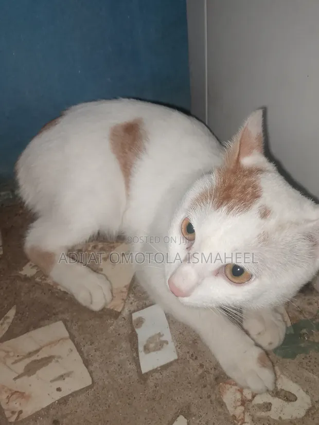 Male Mixed Breed Cat, 6-12 Months - 1