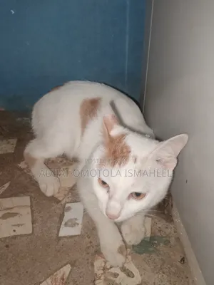 Male Mixed Breed Cat, 6-12 Months