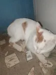 Male Mixed Breed Cat, 6-12 Months - 3